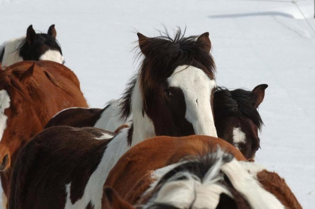 Espi-Stables Ferienhof Esterhammer Liebenau  Bagian luar foto