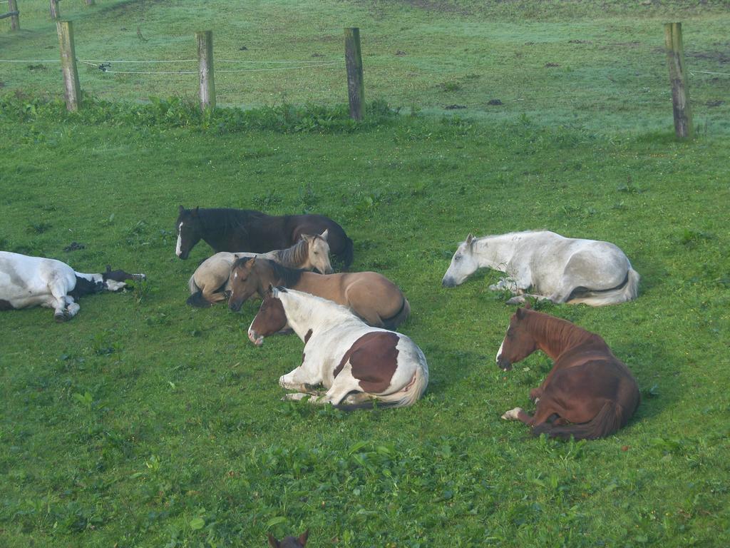 Espi-Stables Ferienhof Esterhammer Liebenau  Bagian luar foto